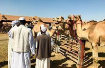 Al Ain Oasis Tour