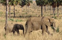 Murchison Falls Nature Safari 