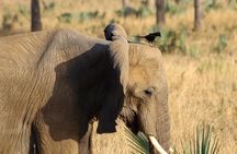 Murchison Falls Nature Safari 
