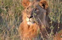2 Days Tsavo east Jeep Safari (minimum 2 persons)