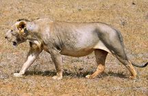 2 Days Tsavo east Jeep Safari (minimum 2 persons)