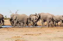 4 Days 3 Nights Savuti Mobile Camping Safari