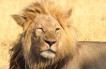 4 Days 3 Nights Savuti Mobile Camping Safari