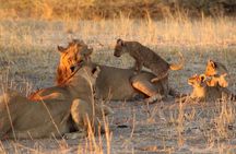 4 Days 3 Nights Savuti Mobile Camping Safari