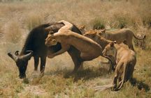 Chobe Full Day Safari