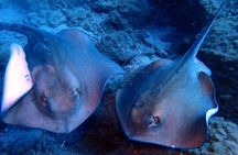 Discover Scuba Diving - Try it for the first time!