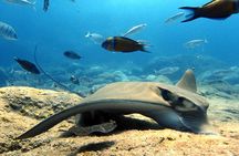 Discover Scuba Diving - Try it for the first time!