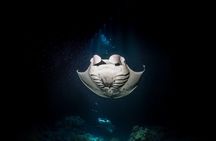 Manta Ray Night Snorkel Tour from Kona