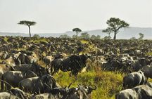 3 Days Maasai Mara safari