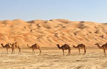 Explore Liwa Full Day Desert Safari