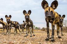 2 Days Selous Game Reserve Safari from Zanzibar or Dar es salaam