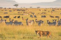2 Days Selous Game Reserve Safari from Zanzibar or Dar es salaam