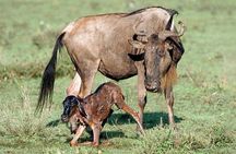 Experience A Taste of Local Life in Luxury Safari