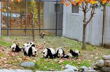 Private Day Tour: Chengdu Panda and Leshan Buddha