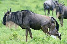 Experience A Taste of Local Life in Luxury Safari
