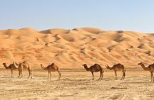 Private Liwa Full Day Desert Safari for Couples