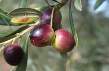 Extra virgin Savoy Tour and olive oil tasting - FASANO