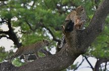 Kruger National Park l Private Afternoon Safari from Hazyview