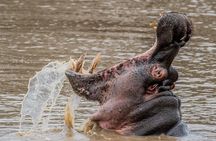 Kruger National Park l Private Afternoon Safari from Hazyview