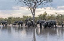 Safari Game Drive in Zambezi National Park 