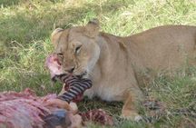 6 Days in Masai Mara- Lake Nakuru- Amboseli 