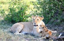 6 Days in Masai Mara- Lake Nakuru- Amboseli 