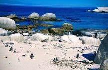 African Penguins (Boulders Beach) Half Day tour from Cape Town 
