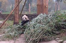 Dujiangyan Panda Base and Mt.Qingcheng one day private tour 