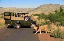 Full Day Ultimate Pilanesberg National Park Safari from Johannesburg or Pretoria