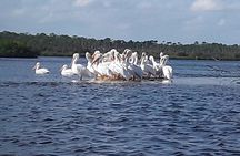 Guided Wildlife Eco Kayak Tour in New Smyrna Beach