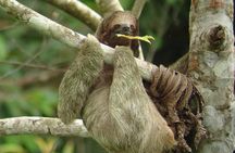 Ecogarden Arenal Sloth Tour 