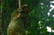 Ecogarden Arenal Sloth Tour 