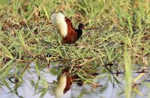 Santarém Maica Lake Tour