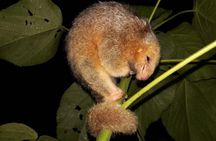 Ecogarden Arenal Night Walk 