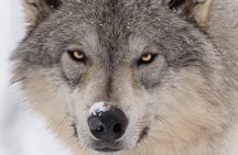 Alaska Wildlife Tour