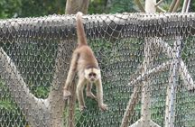 Half Day Guayaquil History Tour and Ecuadorian Cuisine with Cocoa