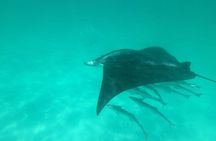 Flippers Adventures Dolphin Cruise