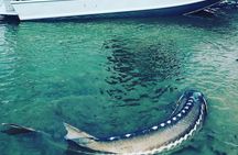 Sturgeon fishing on the Fraser river