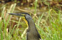 Wildlife Safari Boat Tenorio, Excellent bird watching tour