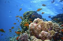 Snorkeling at Mnemba Atoll