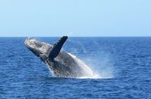 Okinawa Whale Watching From Naha