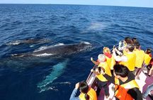 Okinawa Whale Watching From Naha