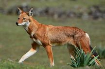 Trekking at Bale Mountains 3 Days