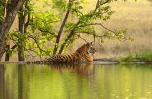 4 Day Golden Triangle Tour With Ranthambore Tiger Safari India