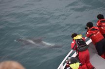 Two-In-One: Whale & Puffin Watching Tours from Reykjavik 