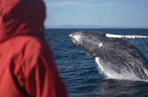 Two-In-One: Whale & Puffin Watching Tours from Reykjavik 