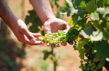 Wine Tasting in Albania – Dedicated Day Tour of Authentic Wines