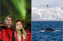 Winter Whale Watching & Northern Lights Cruise | Combo from Reykjavik
