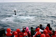 Winter Whale Watching & Northern Lights Cruise | Combo from Reykjavik