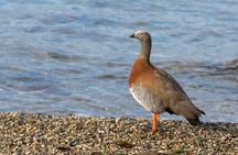 Birding Ushuaia - Tierra del Fuego National Park